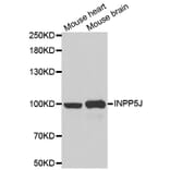 Western blot - INPP5J antibody from Signalway Antibody (39057) - Antibodies.com