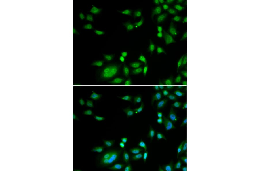 Immunofluorescence - INTS10 antibody from Signalway Antibody (39058) - Antibodies.com
