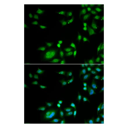 Immunofluorescence - INTS10 antibody from Signalway Antibody (39058) - Antibodies.com