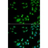 Immunofluorescence - INTS10 antibody from Signalway Antibody (39058) - Antibodies.com