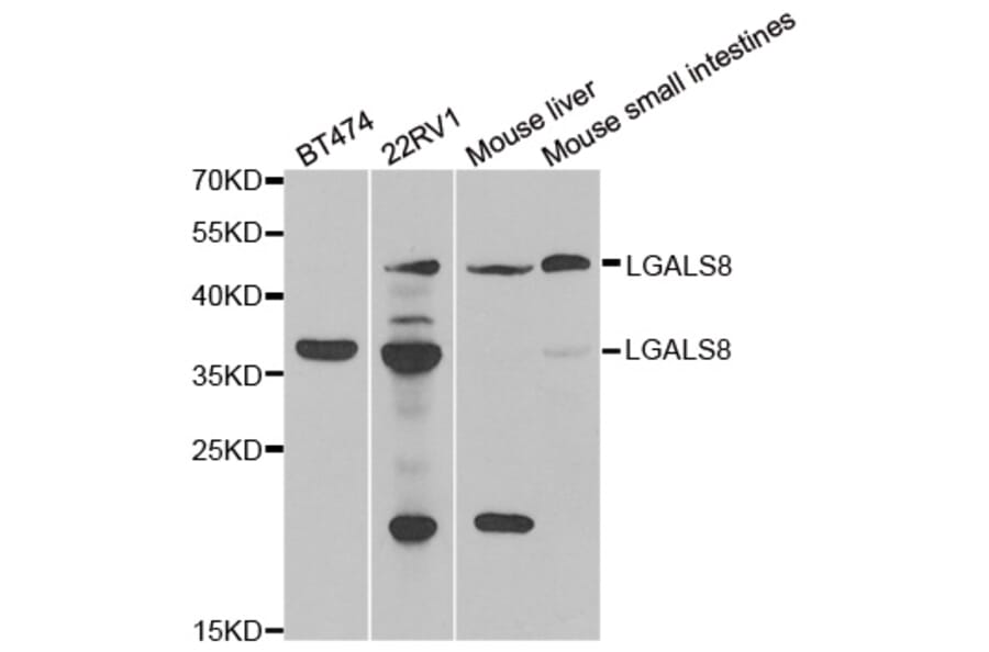 Western blot - LGALS8 antibody from Signalway Antibody (39068) - Antibodies.com