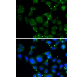 Immunofluorescence - MAPRE2 antibody from Signalway Antibody (39070) - Antibodies.com