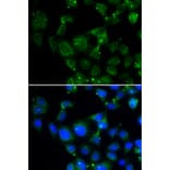 Immunofluorescence - MAPRE2 antibody from Signalway Antibody (39070) - Antibodies.com