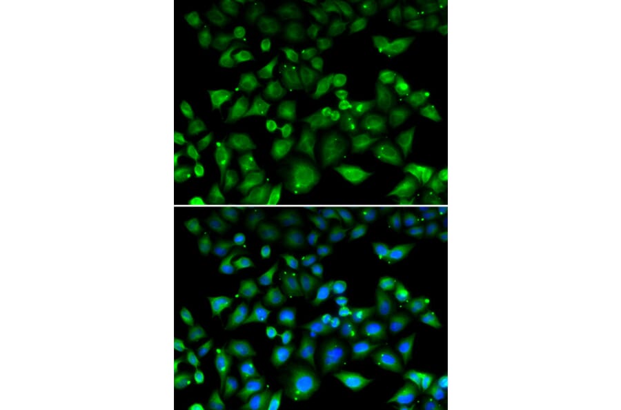 Immunofluorescence - NHLRC1 antibody from Signalway Antibody (39089) - Antibodies.com