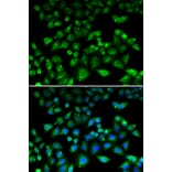 Immunofluorescence - NHLRC1 antibody from Signalway Antibody (39089) - Antibodies.com