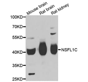 Western blot - NSFL1C antibody from Signalway Antibody (39093) - Antibodies.com