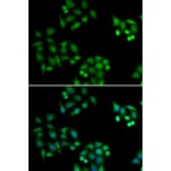Immunofluorescence - NSFL1C antibody from Signalway Antibody (39093) - Antibodies.com