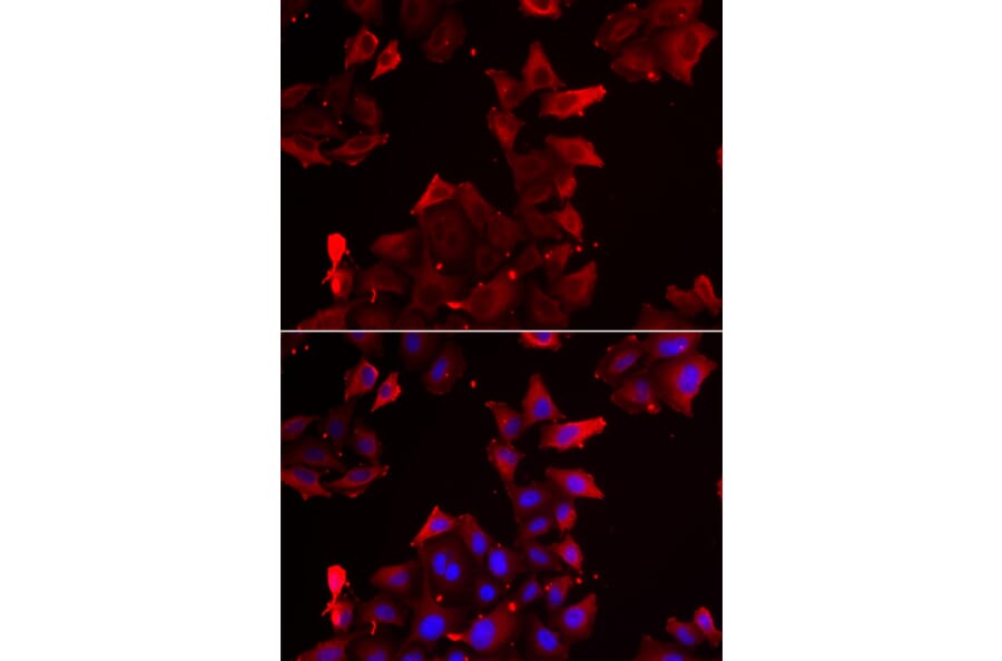 Immunofluorescence - PDLIM1 antibody from Signalway Antibody (39100) - Antibodies.com