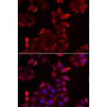 Immunofluorescence - PDLIM1 antibody from Signalway Antibody (39100) - Antibodies.com