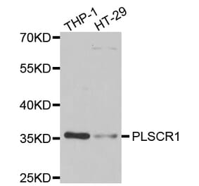Western blot - PLSCR1 antibody from Signalway Antibody (39105) - Antibodies.com