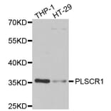 Western blot - PLSCR1 antibody from Signalway Antibody (39105) - Antibodies.com