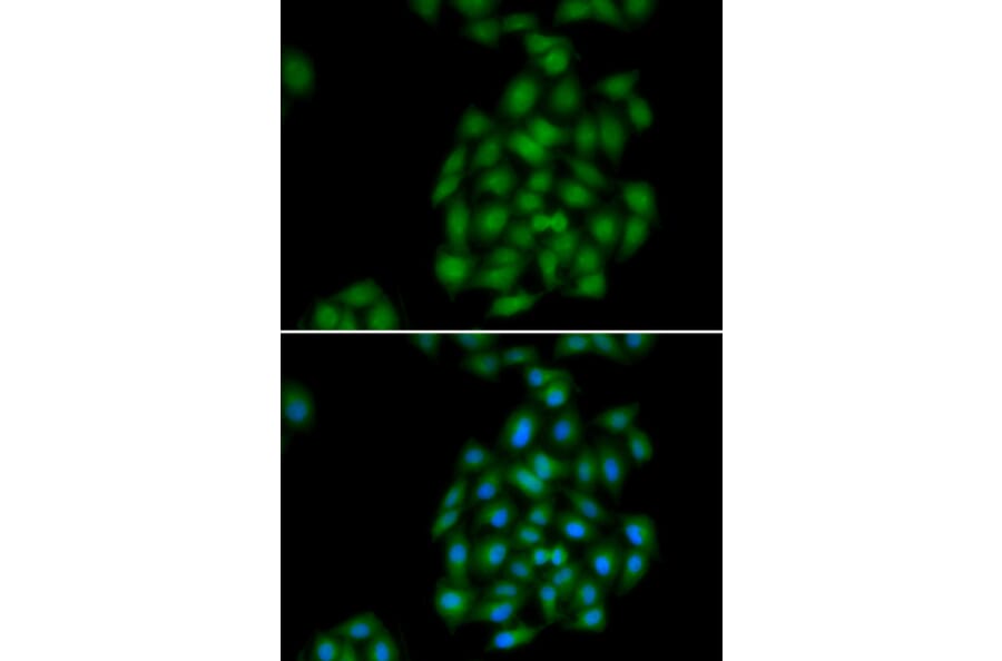 Immunofluorescence - PLSCR1 antibody from Signalway Antibody (39105) - Antibodies.com