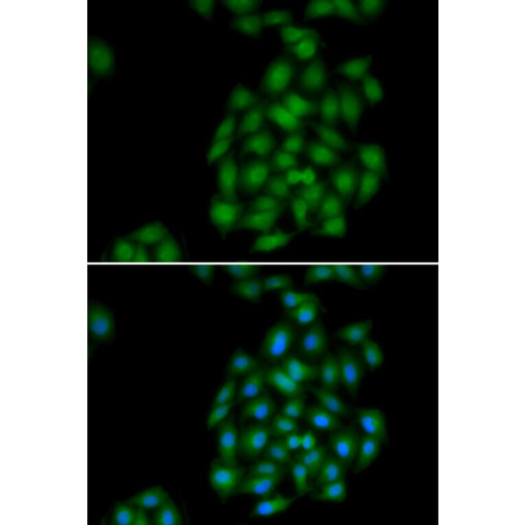 Immunofluorescence - PLSCR1 antibody from Signalway Antibody (39105) - Antibodies.com