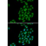 Immunofluorescence - PLSCR1 antibody from Signalway Antibody (39105) - Antibodies.com