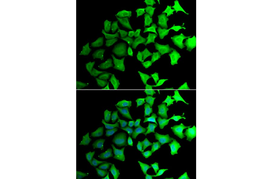 Immunofluorescence - TALDO1 antibody from Signalway Antibody (39160) - Antibodies.com