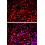 Immunofluorescence - TOMM20 antibody from Signalway Antibody (39170) - Antibodies.com