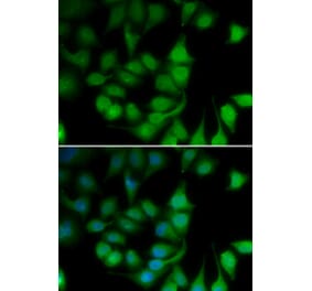 Immunofluorescence - POLR2H antibody from Signalway Antibody (39185) - Antibodies.com