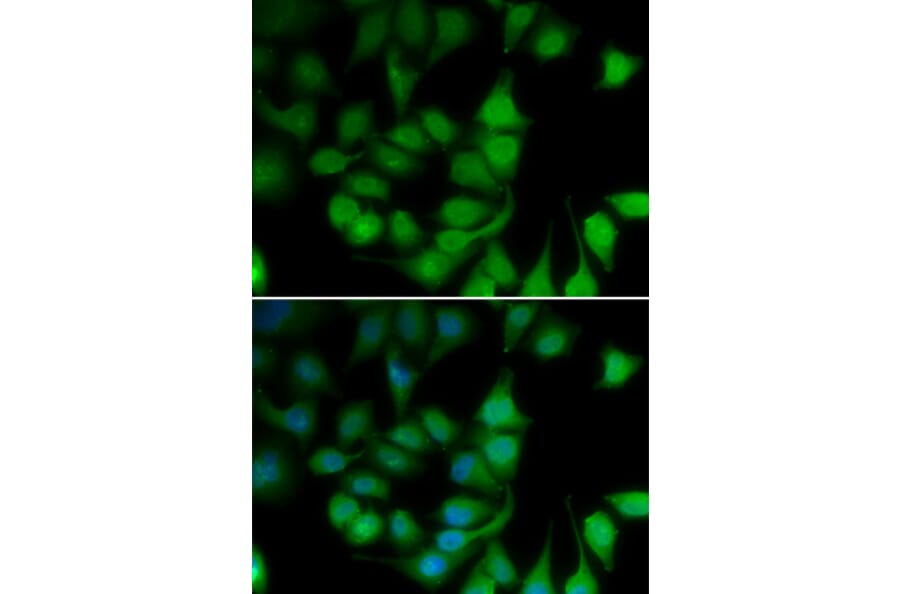 Immunofluorescence - POLR2H antibody from Signalway Antibody (39185) - Antibodies.com