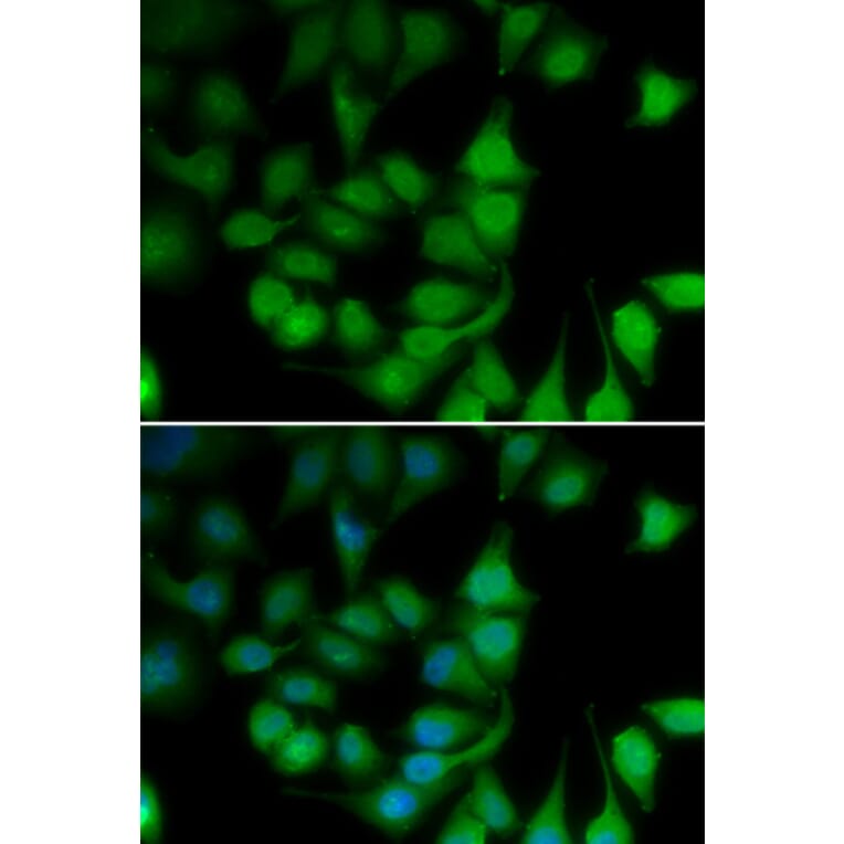 Immunofluorescence - POLR2H antibody from Signalway Antibody (39185) - Antibodies.com