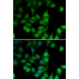 Immunofluorescence - POLR2H antibody from Signalway Antibody (39185) - Antibodies.com