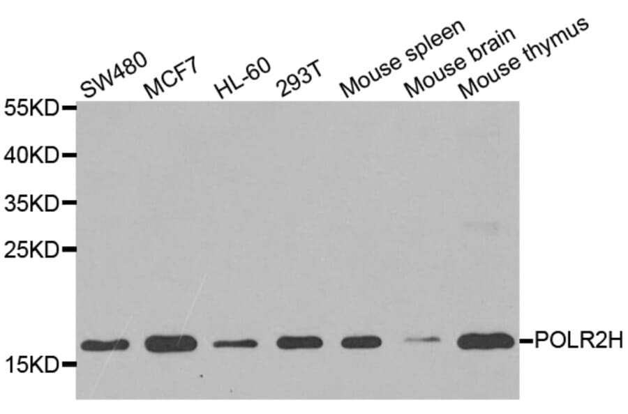 Western blot - POLR2H antibody from Signalway Antibody (39185) - Antibodies.com