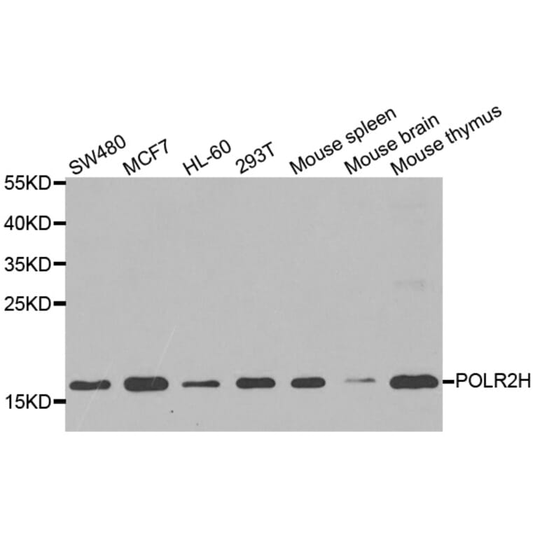Western blot - POLR2H antibody from Signalway Antibody (39185) - Antibodies.com