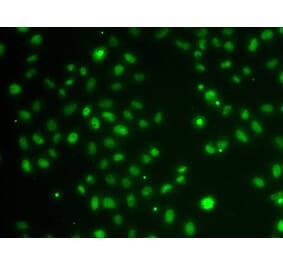 Immunofluorescence - POU6F1 antibody from Signalway Antibody (39195) - Antibodies.com