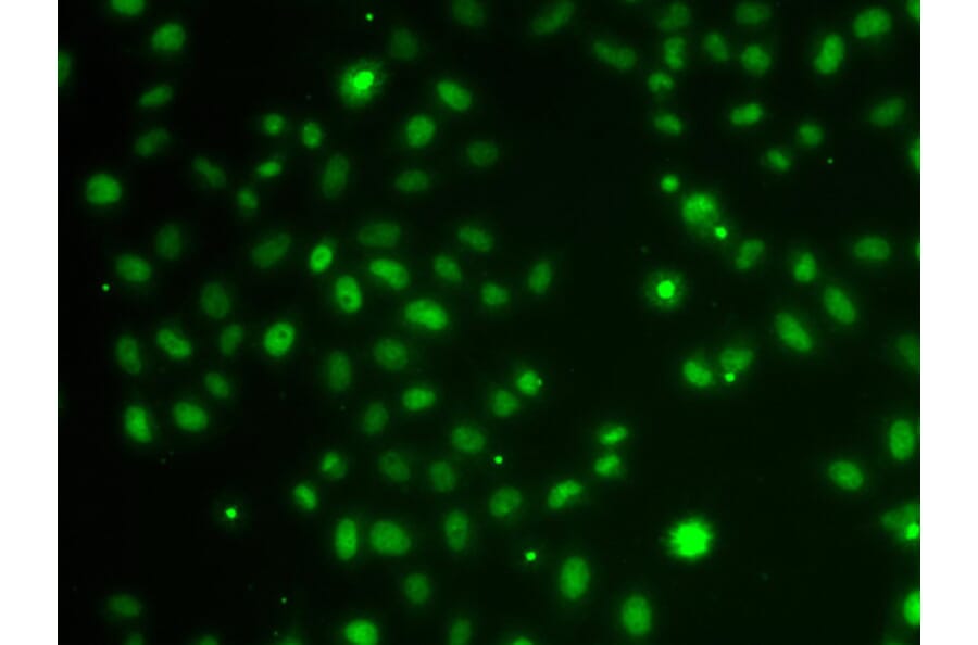 Immunofluorescence - POU6F1 antibody from Signalway Antibody (39195) - Antibodies.com