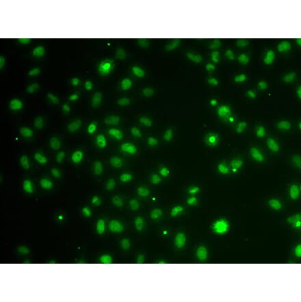 Immunofluorescence - POU6F1 antibody from Signalway Antibody (39195) - Antibodies.com