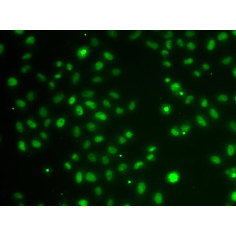 Immunofluorescence - POU6F1 antibody from Signalway Antibody (39195) - Antibodies.com