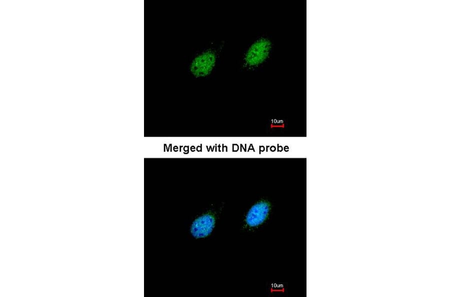 Immunofluorescence - serine/threonine kinase 40 antibody from Signalway Antibody (22297) - Antibodies.com
