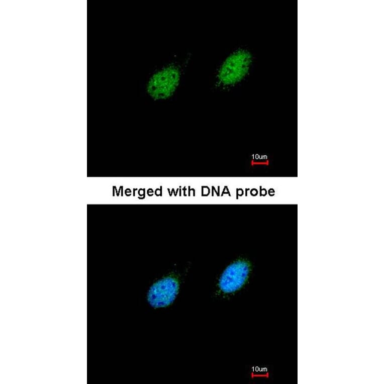 Immunofluorescence - serine/threonine kinase 40 antibody from Signalway Antibody (22297) - Antibodies.com