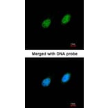 Immunofluorescence - serine/threonine kinase 40 antibody from Signalway Antibody (22297) - Antibodies.com