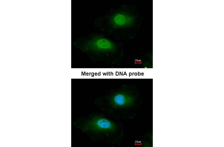 Immunofluorescence - bisphosphoglycerate mutase antibody from Signalway Antibody (22970) - Antibodies.com