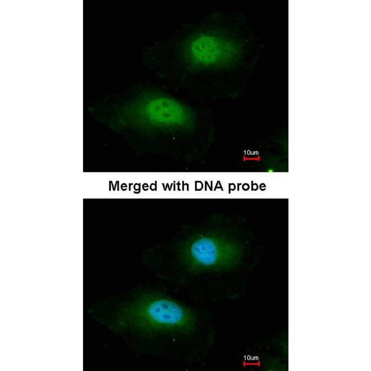 Immunofluorescence - bisphosphoglycerate mutase antibody from Signalway Antibody (22970) - Antibodies.com