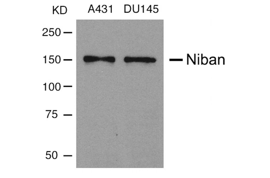 Western blot - Niban Antibody from Signalway Antibody (21401) - Antibodies.com