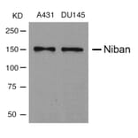 Western blot - Niban Antibody from Signalway Antibody (21401) - Antibodies.com