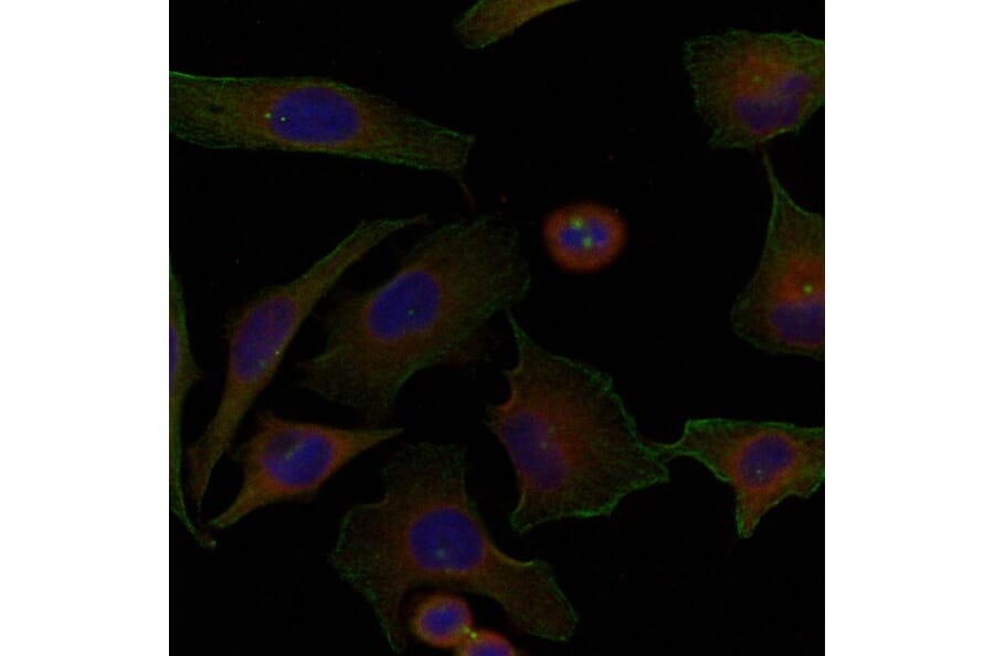 Immunofluorescence - Niban Antibody from Signalway Antibody (21401) - Antibodies.com