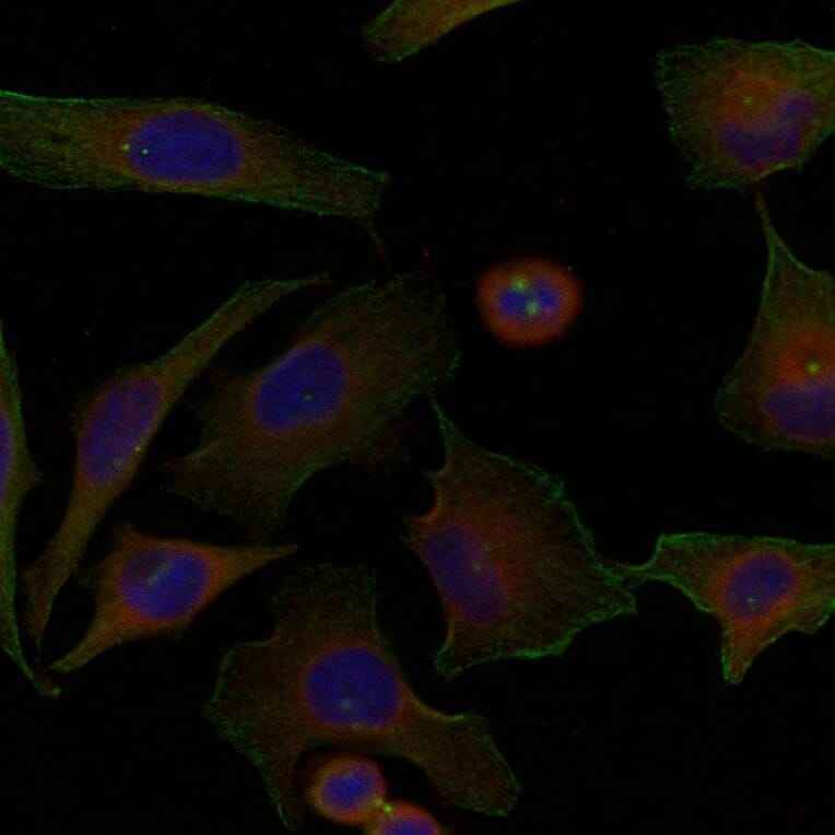 Immunofluorescence - Niban Antibody from Signalway Antibody (21401) - Antibodies.com