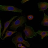 Immunofluorescence - Niban Antibody from Signalway Antibody (21401) - Antibodies.com