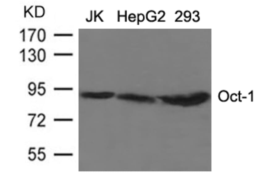 Western blot - Oct-1 Antibody from Signalway Antibody (21674) - Antibodies.com