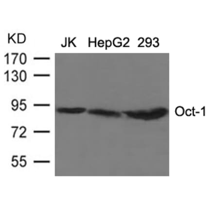 Western blot - Oct-1 Antibody from Signalway Antibody (21674) - Antibodies.com