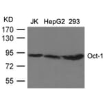 Western blot - Oct-1 Antibody from Signalway Antibody (21674) - Antibodies.com