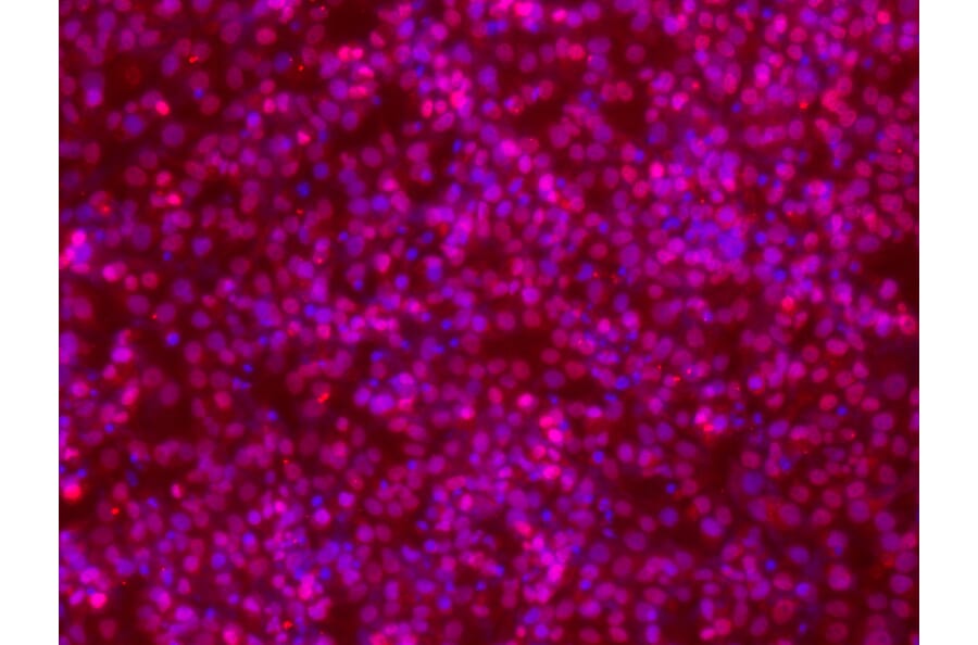 Immunofluorescence - Oct-1 Antibody from Signalway Antibody (21674) - Antibodies.com
