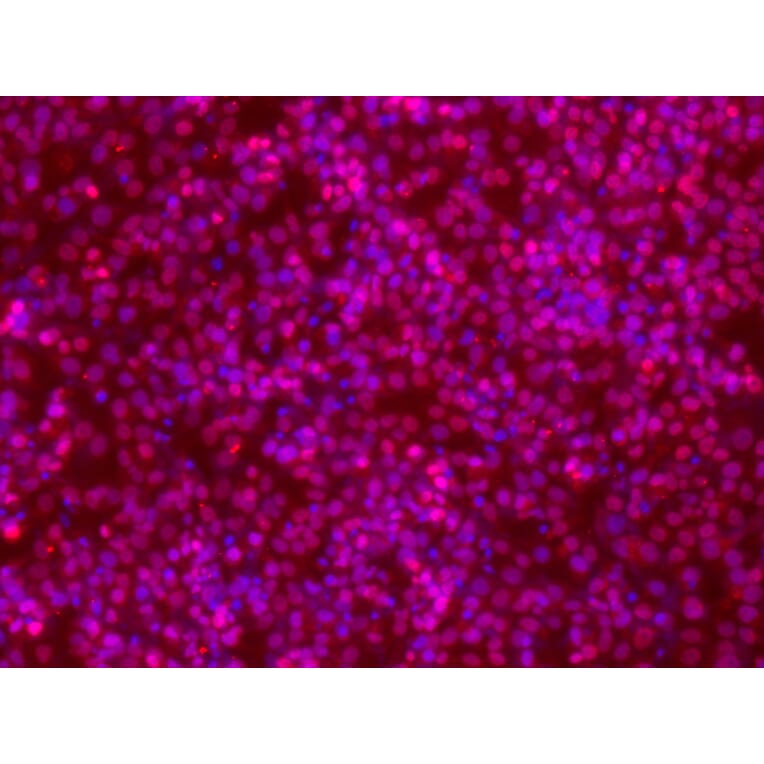 Immunofluorescence - Oct-1 Antibody from Signalway Antibody (21674) - Antibodies.com