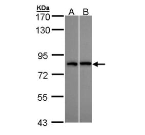 DDX3Y antibody from Signalway Antibody (22003) - Antibodies.com
