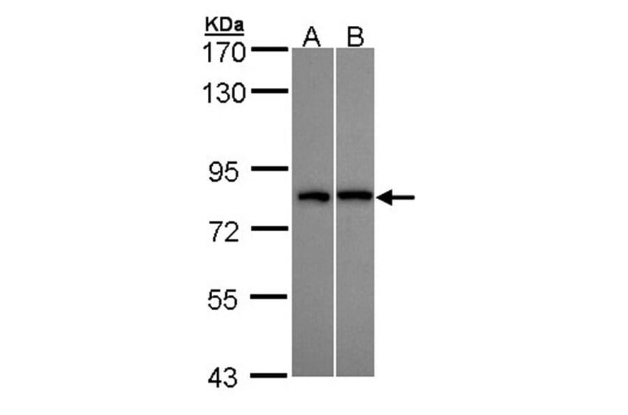 DDX3Y antibody from Signalway Antibody (22003) - Antibodies.com