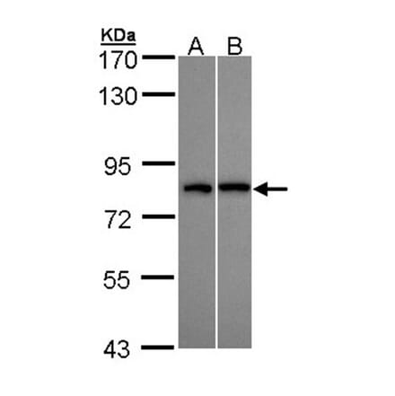 DDX3Y antibody from Signalway Antibody (22003) - Antibodies.com