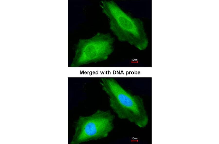 Immunofluorescence - DDX3Y antibody from Signalway Antibody (22003) - Antibodies.com