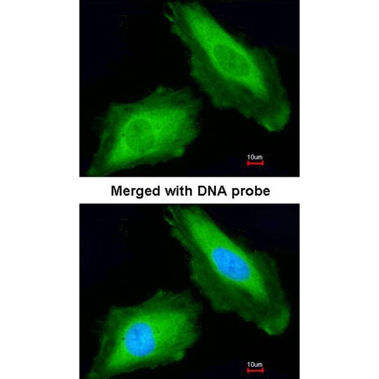 Immunofluorescence - DDX3Y antibody from Signalway Antibody (22003) - Antibodies.com